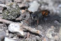 Sphex funerarius