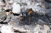 Sphex funerarius