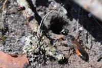 Sphex funerarius