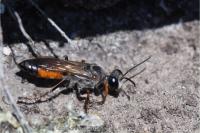 Sphex funerarius