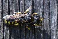 Ectemnius lapidarius