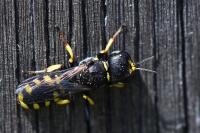 Ectemnius lapidarius