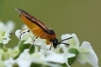 Athalia rosae