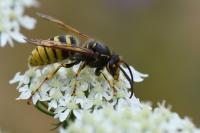 Dolichovespula media