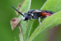 Sphecodes albilabris