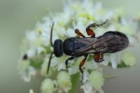 Tiphia femorata