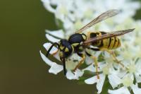 Vespula germanica