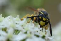 Vespula germanica