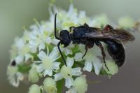 Tiphia femorata