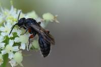 Tiphia femorata
