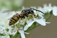 Vespula germanica