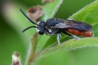 Sphecodes albilabris