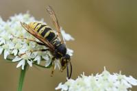 Dolichovespula media