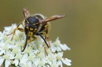 Dolichovespula media