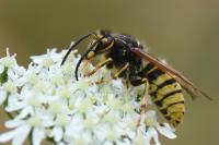 Dolichovespula media