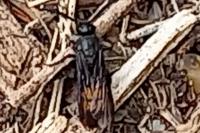 Scolia hirta
