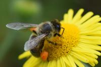 Apis mellifera