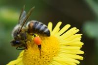 Apis mellifera