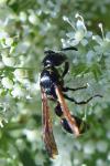 Discoelius dufourii