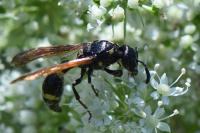 Discoelius dufourii