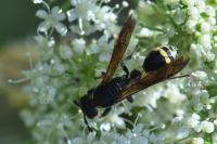 Discoelius dufourii
