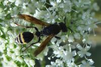Discoelius dufourii