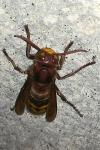 Vespa crabro