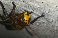 Vespa crabro