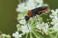 Dolerus