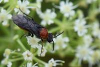 Dolerus