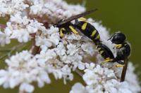 Ectemnius continuus