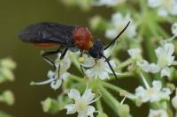 Dolerus