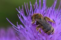 Halictus scabiosae