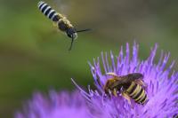 Halictus scabiosae