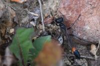 Ammophila sabulosa