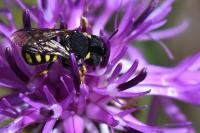 Pseudoanthidium nanum
