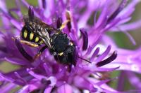 Pseudoanthidium nanum