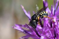 Pseudoanthidium nanum