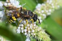 Cerceris rybyensis