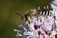 Halictus scabiosae