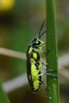 Cytisogaster picta