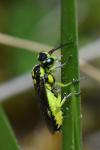 Cytisogaster picta