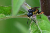Macrophya rufipes