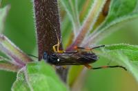 Macrophya rufipes