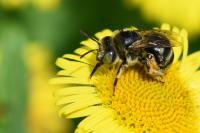 Tetralonia alticincta