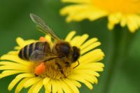 Apis mellifera