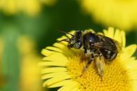 Tetralonia alticincta