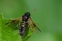 Abia sericea