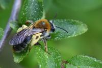 Andrena haemorrhoa