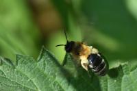 Andrena nitida